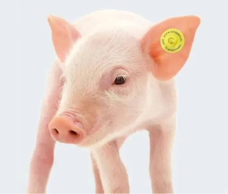 干貨滿滿！實驗動物常用標記方法有哪些？看這篇足夠了-江蘇網站制作