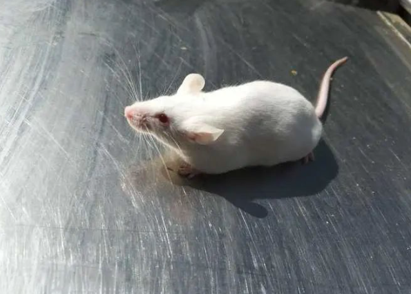 動物行為學實驗包括哪些？帶你了解這5種常見動物行為學實驗-江蘇網(wǎng)站制作