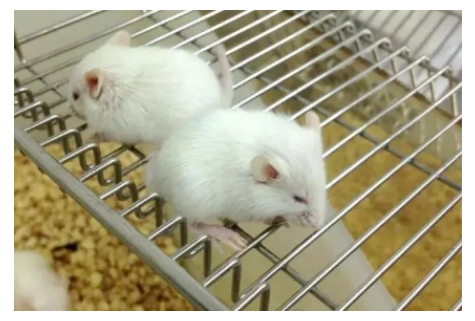 大動物實驗的特殊意義-江蘇網站制作
